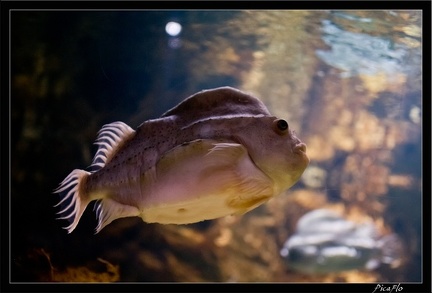 La Rochelle Aquarium 068