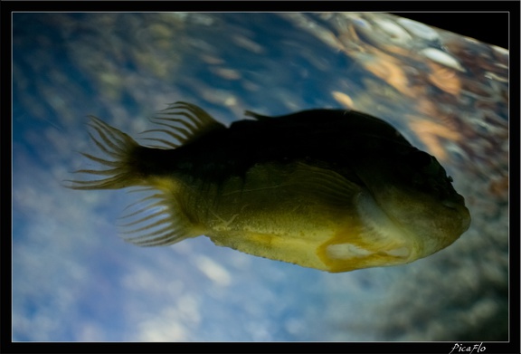 La Rochelle Aquarium 070