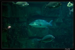 La Rochelle Aquarium 072