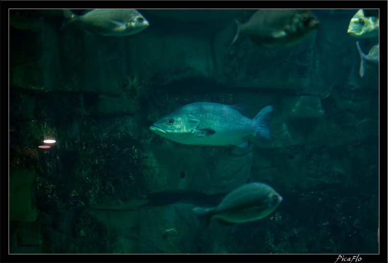 La_Rochelle_Aquarium_072.jpg