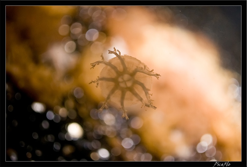 La Rochelle Aquarium 074