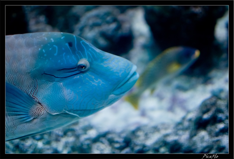 La_Rochelle_Aquarium_105.jpg