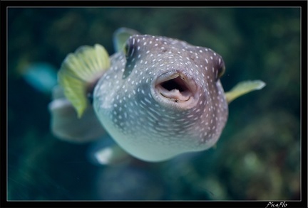 La Rochelle Aquarium 108