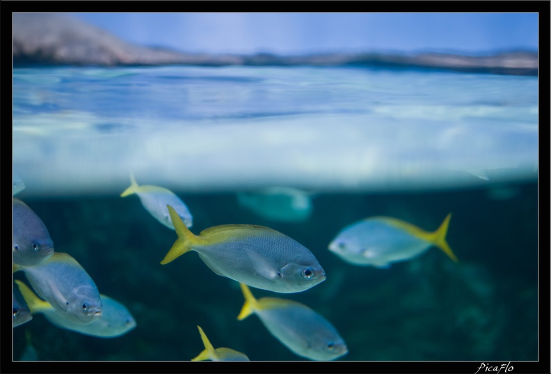 La Rochelle Aquarium 112