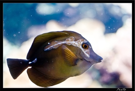 La Rochelle Aquarium 119