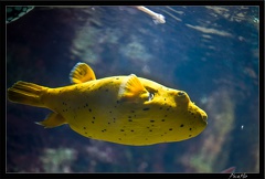 La Rochelle Aquarium 131