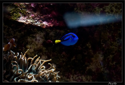 La Rochelle Aquarium 153