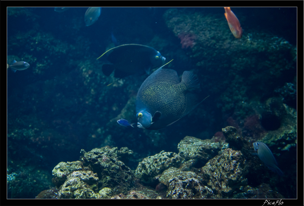 La Rochelle Aquarium 088