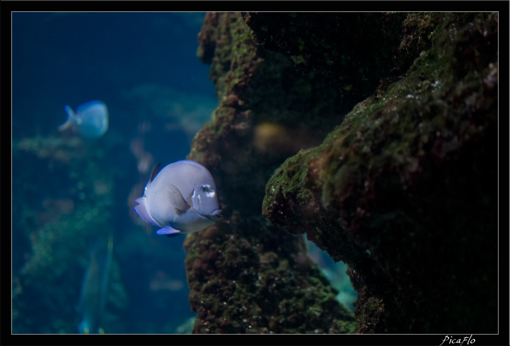 La Rochelle Aquarium 093