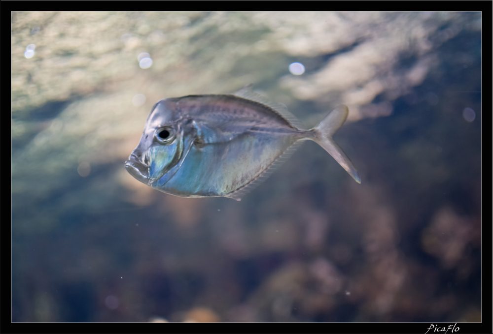 La Rochelle Aquarium 104