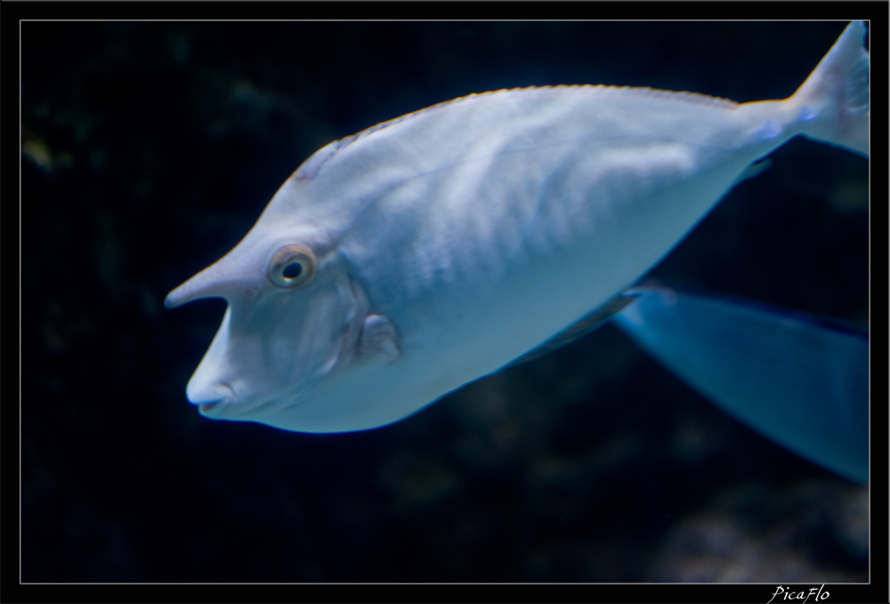 La Rochelle Aquarium 106