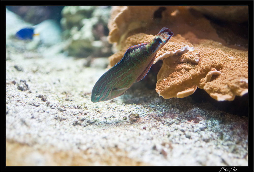 La Rochelle Aquarium 123