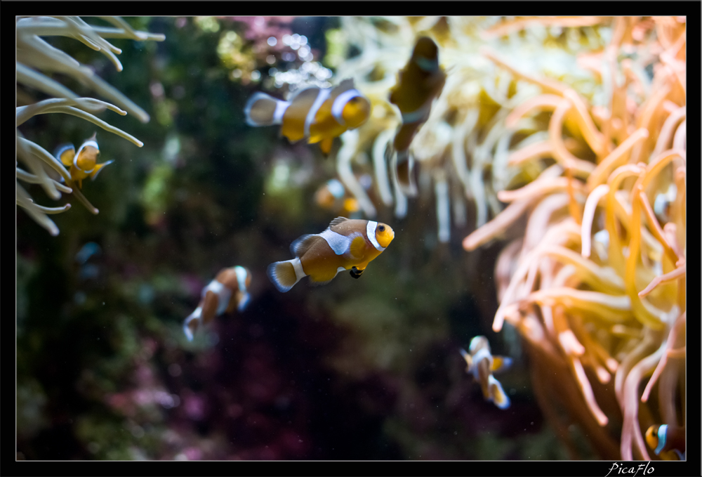 La Rochelle Aquarium 152