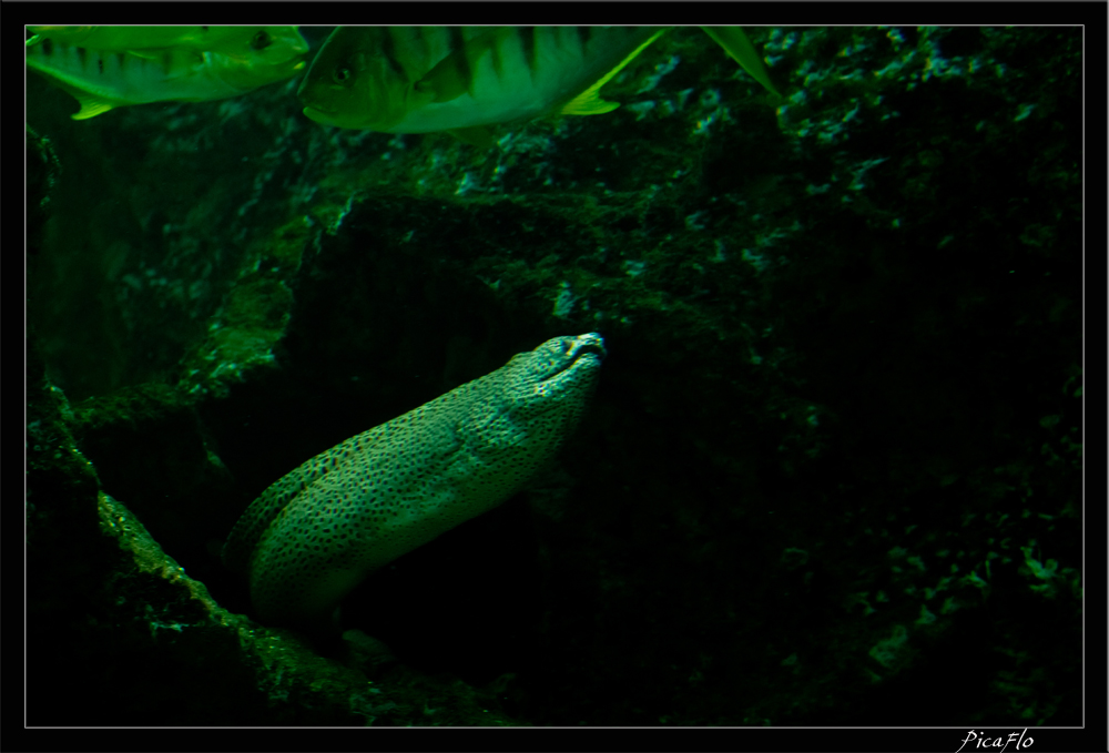 La Rochelle Aquarium 155