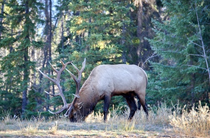 Canada 21 Elks 09