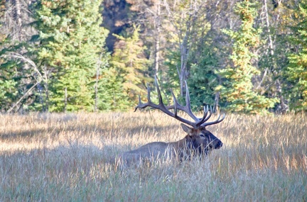 Canada 21 Elks 23