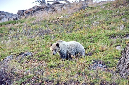 Canada 40 Grizzli Many Glacier 04