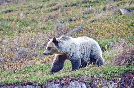 Canada 40 Grizzli Many Glacier 11